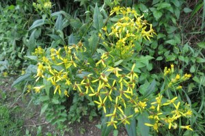 senecio nemorensis (2) (1200 x 799)